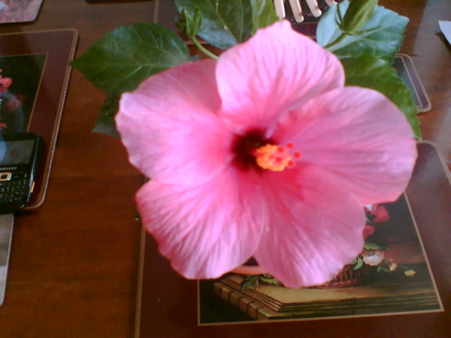 29 iulie 2012-flori 122 - hibiscus