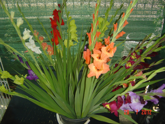 poze 822 - 2012-GLADIOLE