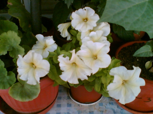 29 iulie 2012-flori 042