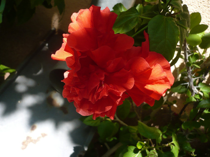 P1160344