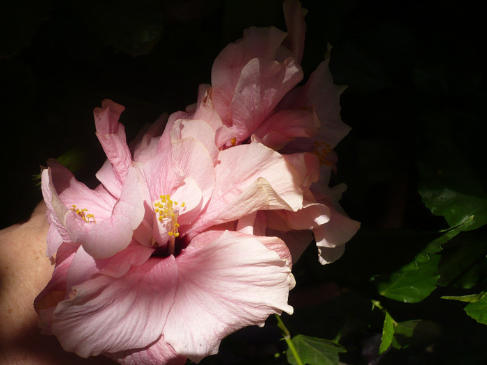 P1160355