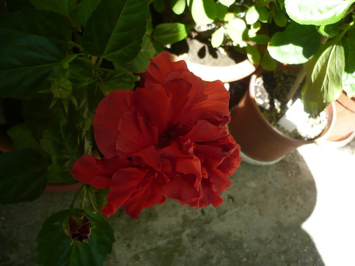 P1160384