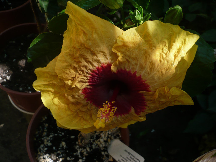 P1160402