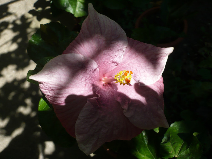 P1160407