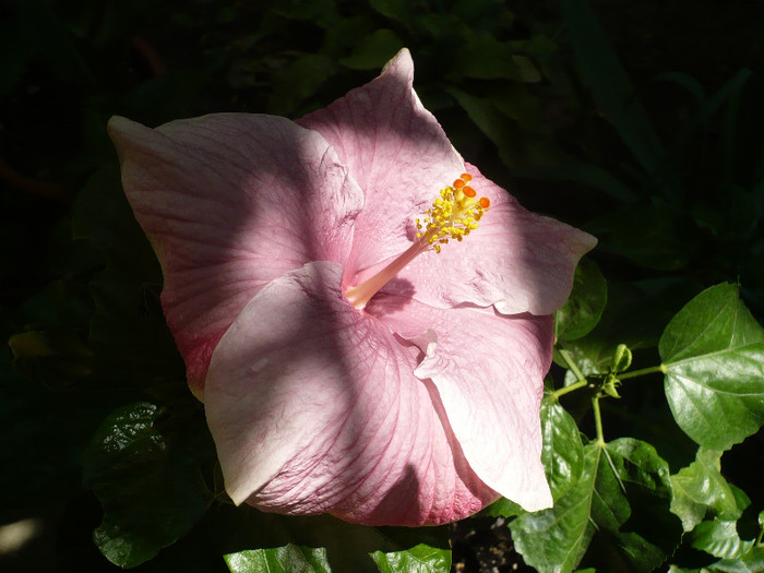 P1160408