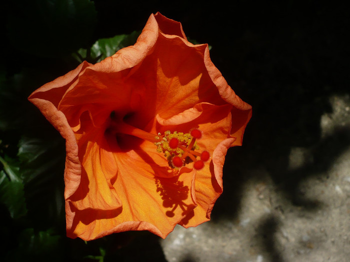 P1160413