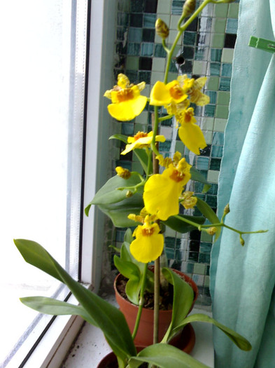 Dancing lady - Oncidium