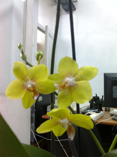 poze 17 - Phalaenopsis