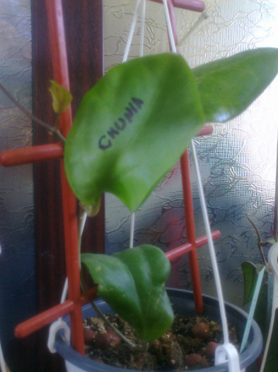 chuniana - 0 colectie hoya 2013