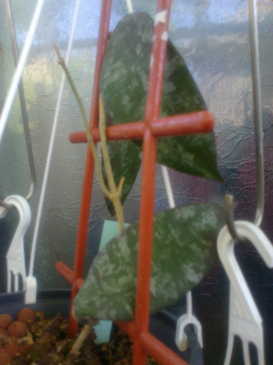 caudata - 0 colectie hoya 2013