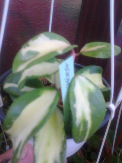 Fotografie1292 - 0 colectie hoya 2013