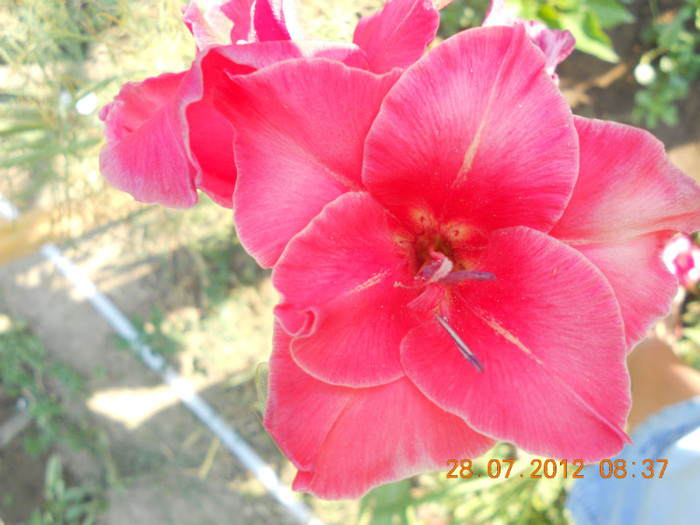 DSCN1723 - Gladiole 2012