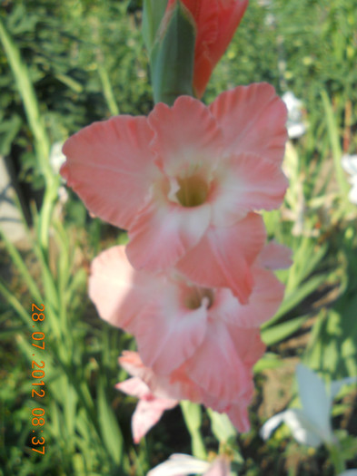 DSCN1724 - Gladiole 2012