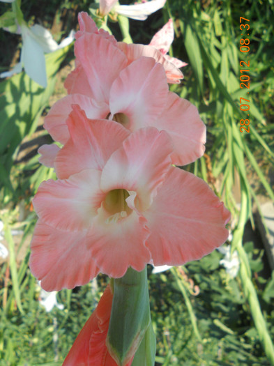 DSCN1725 - Gladiole 2012