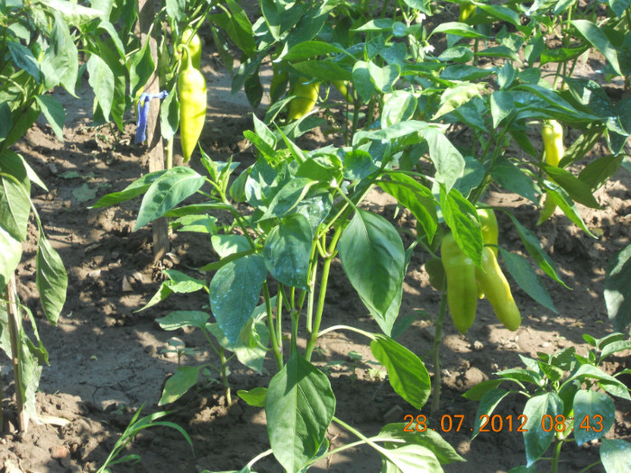 DSCN1747