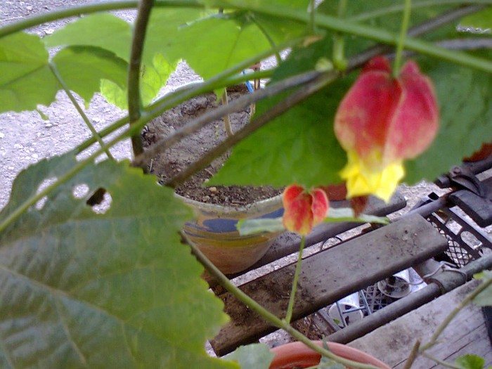  - A-Flori 2012