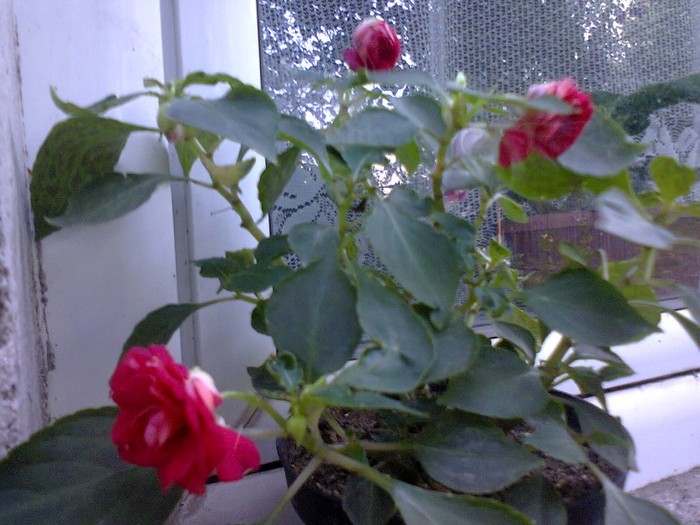  - A-Flori 2012
