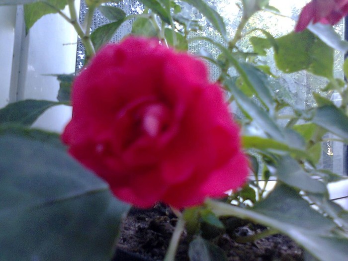  - A-Flori 2012