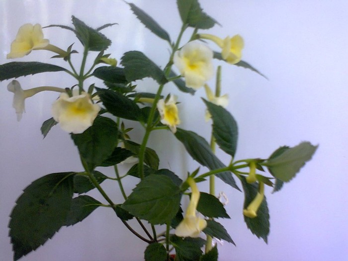  - A-Flori 2012