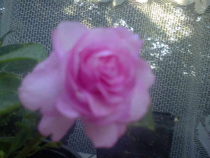  - A-Flori 2012