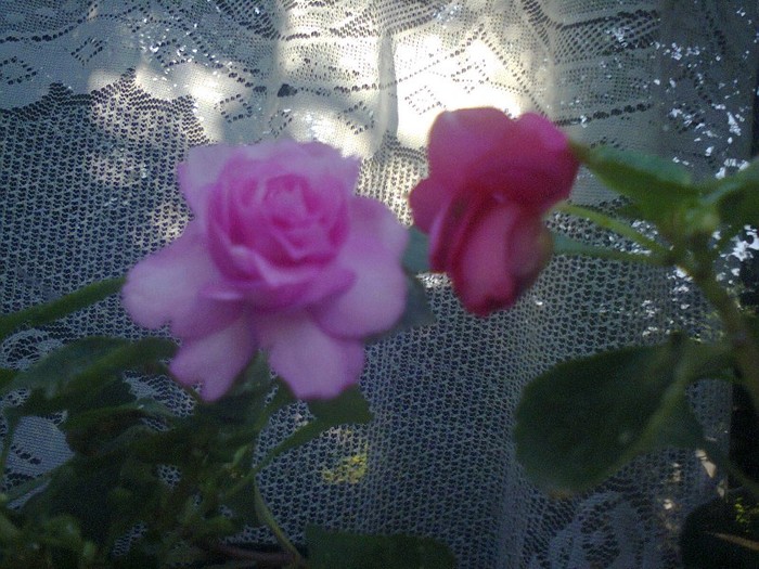  - A-Flori 2012
