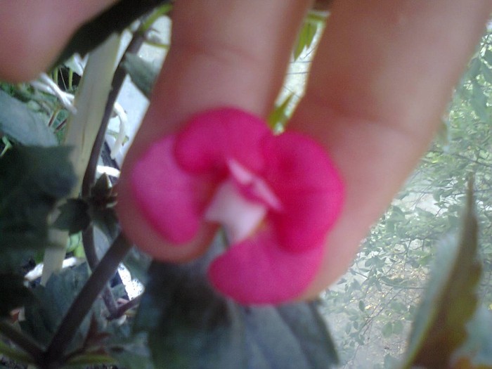  - A-Flori 2012