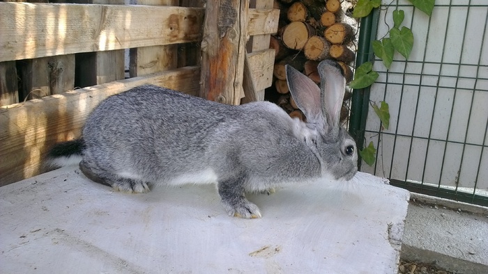 Mascul la 4 luni - 02 Iepuri  CHINCHILA MARE