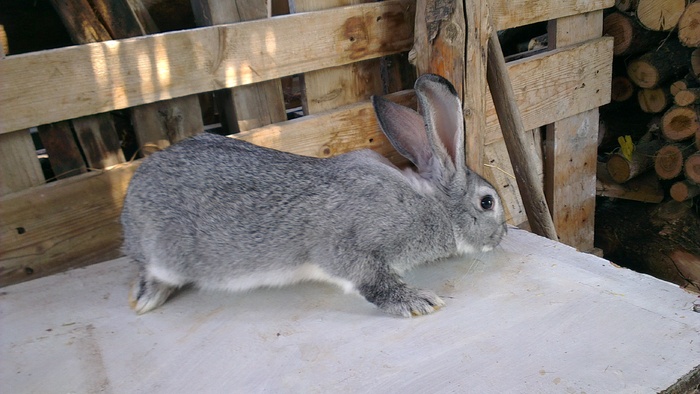 Mascul la 4 luni - 02 Iepuri  CHINCHILA MARE