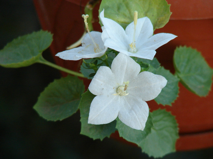 Campanula