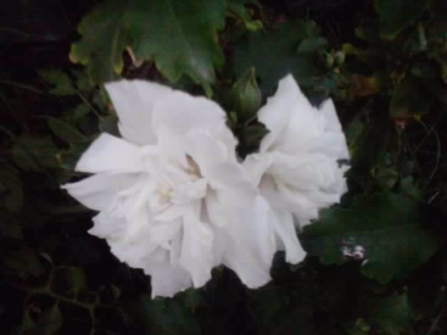 hibiscus de gradina jeanne d,arc - flori de gradina 2012-2