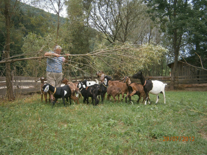 capre anglo nubiene in suceava - capre anglo nubiene fam Pruler