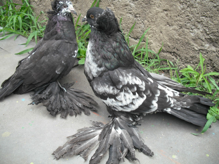 2012 - PUI 2012