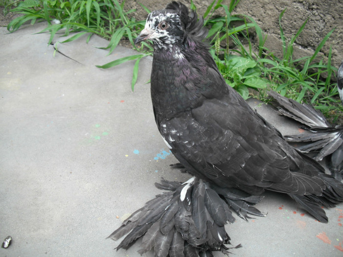 2012 - PUI 2012