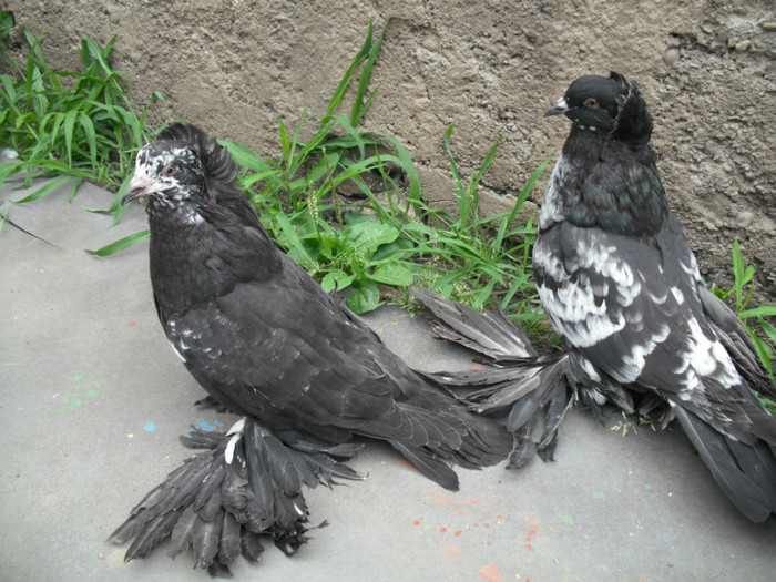 2012 - PUI 2012