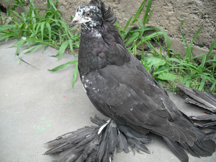 2012 - PUI 2012