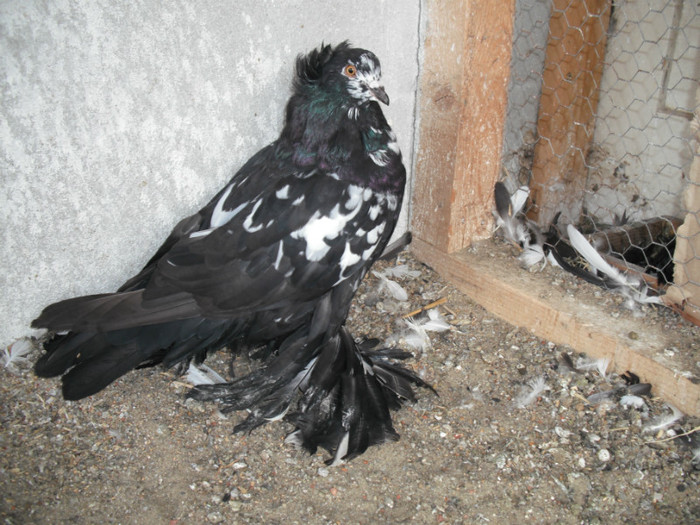 2012 - PUI 2012