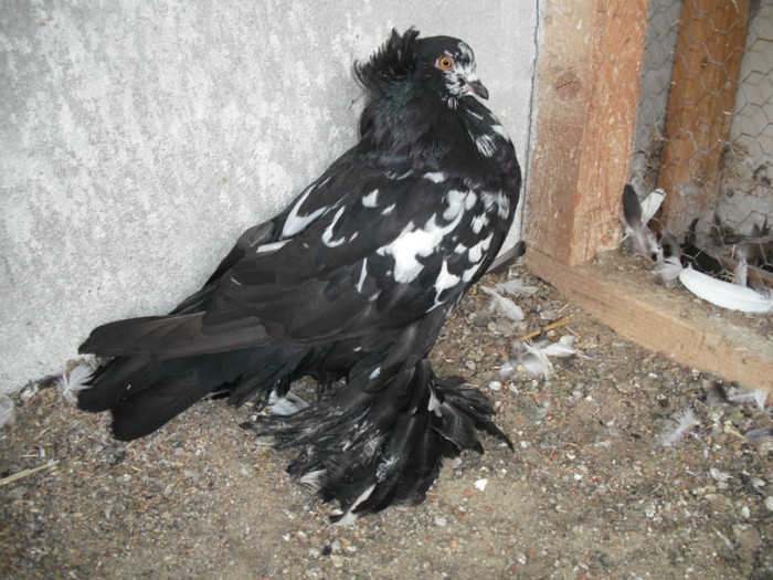 2012 - PUI 2012