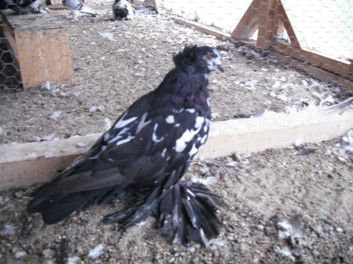 2012 - PUI 2012