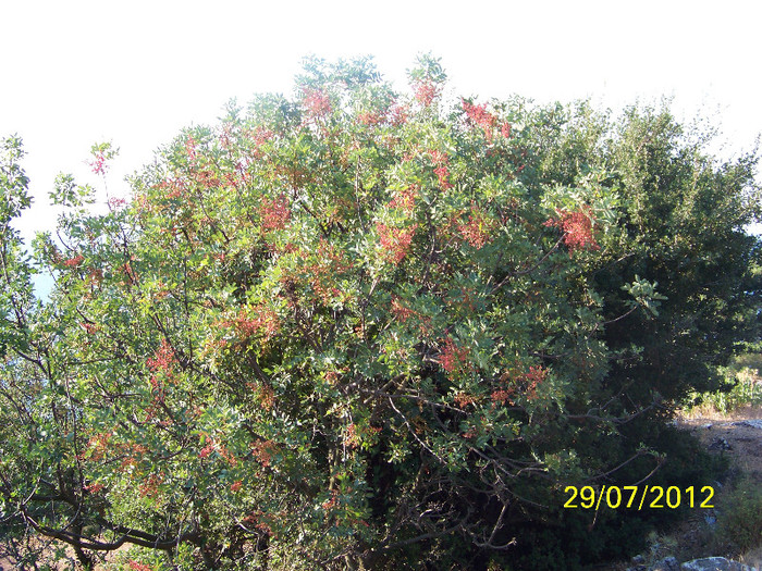 359_7752 - Thassos 2012