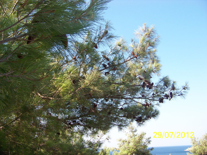 359_7771 - Thassos 2012