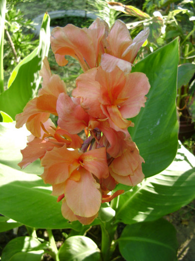 orange - canna 2012