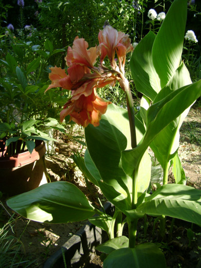 orange - canna 2012