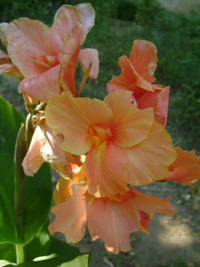 orange - canna 2012