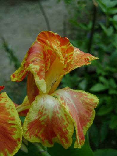 DSC05006 - canna 2012