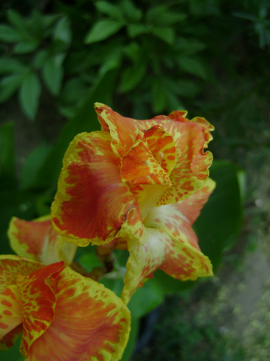 DSC05007 - canna 2012