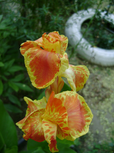 DSC05008 - canna 2012