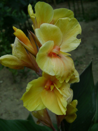 Tropicanna - canna 2012