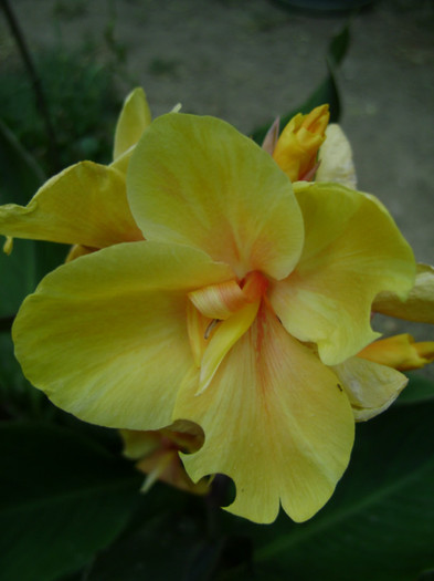 Tropicanna - canna 2012