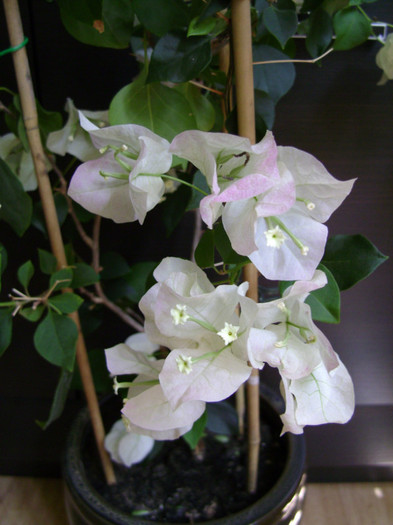 Magic - Bougainvillea