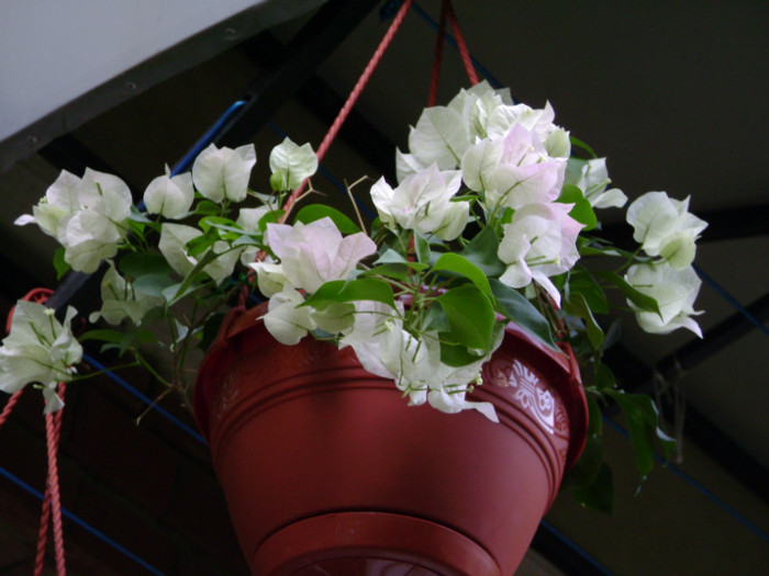 Magic - Bougainvillea